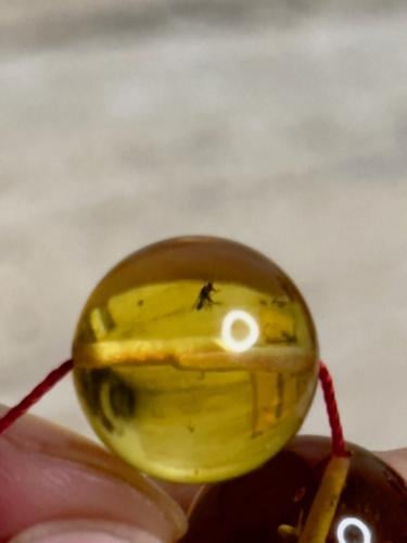 سبحه كهرمان حر حشرات طبيعية