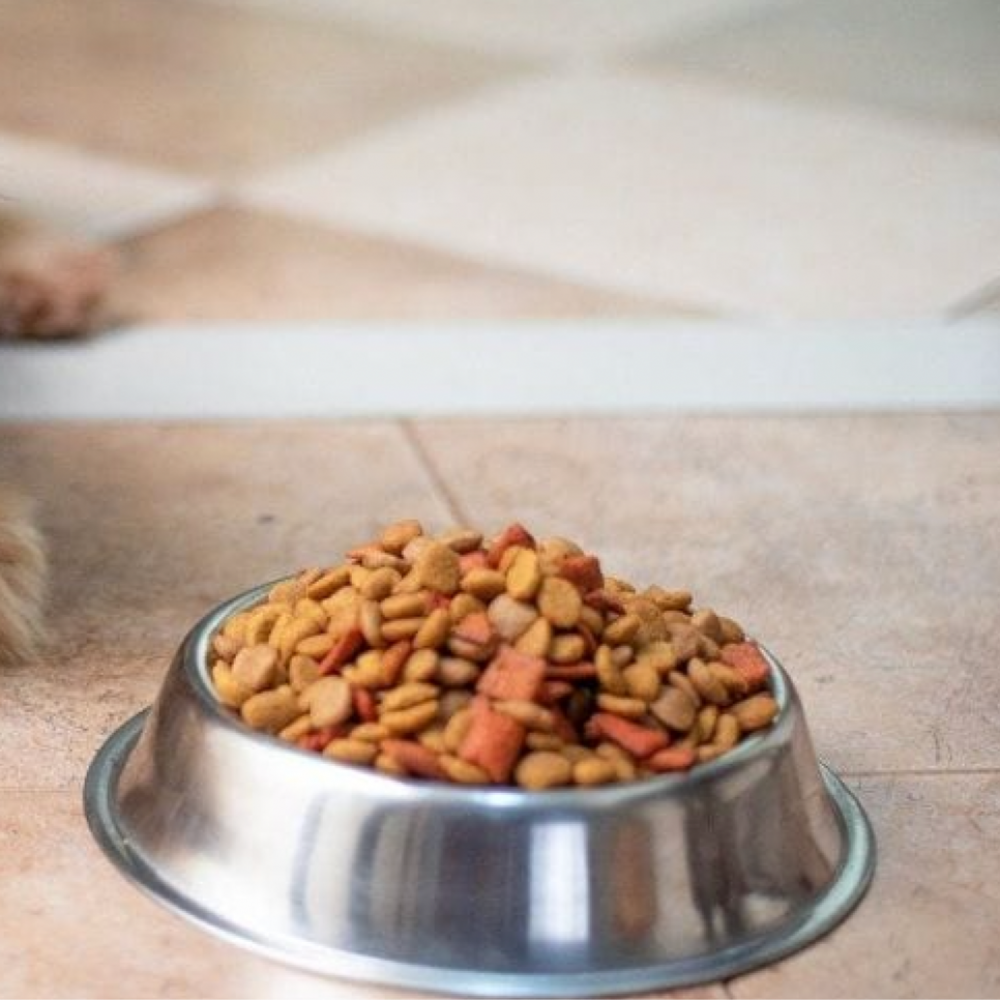Worst Ingredients in Dry Dog and Cat Food