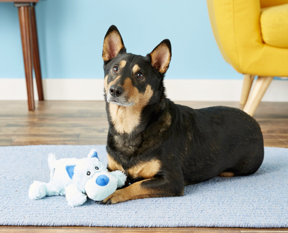 KONG Cozie Baily Dog Large size Healthy and high quality pet food