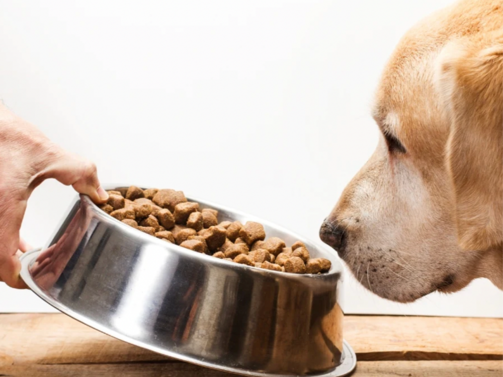 Change cat and dog food
