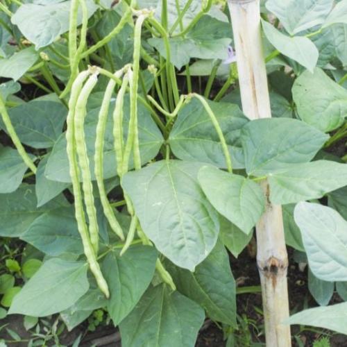 بذور نبات اللوبيا 50 بذرة