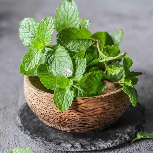بذور النعناع 50 بذرة
