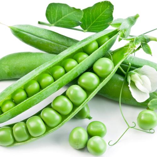بذور البازلاء 50 بذرة