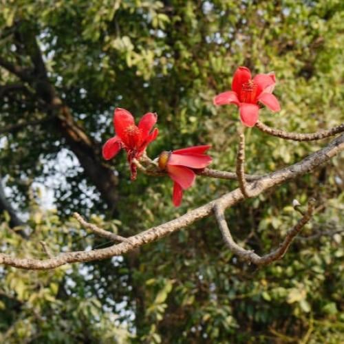 بذور شجرة البومباكس 50 بذرة
