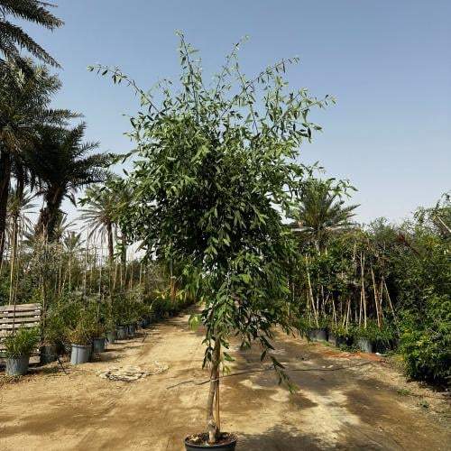 بذور الاراك 50 بذرة
