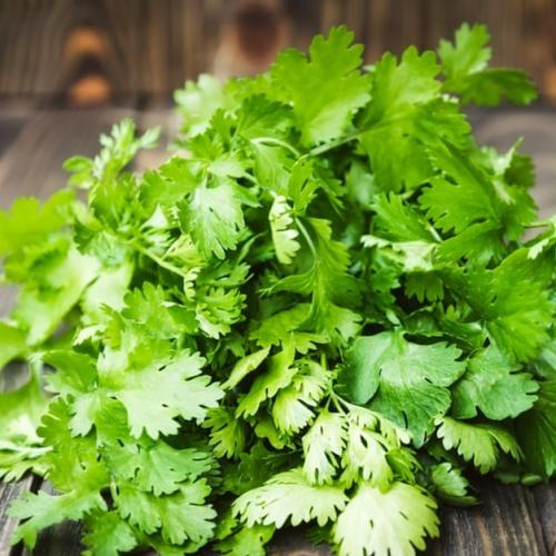 بذور الكزبرة 50 بذرة