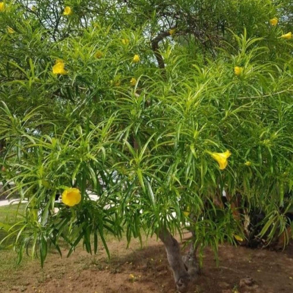 نبات التيفيتيا (Thevetia peruviana): خصائصه وفوائده واستخداماته