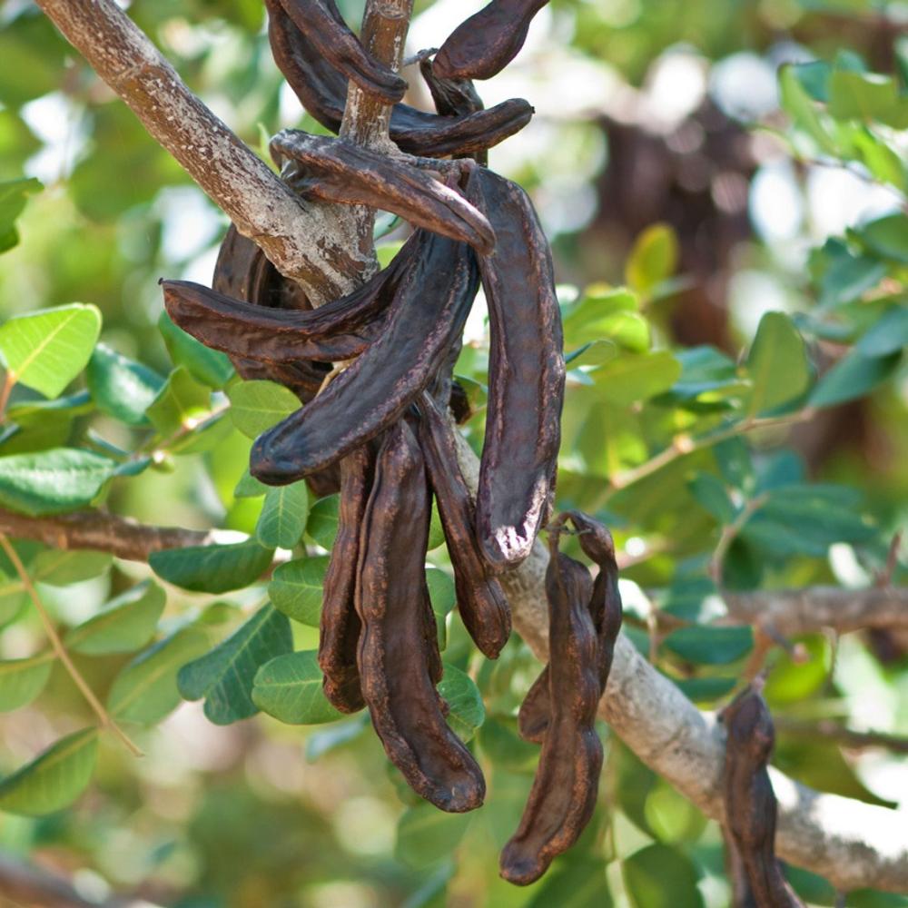بذور الخروب  50 بذرة