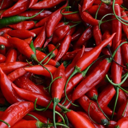 بذور الفلفل الحار 50 بذرة