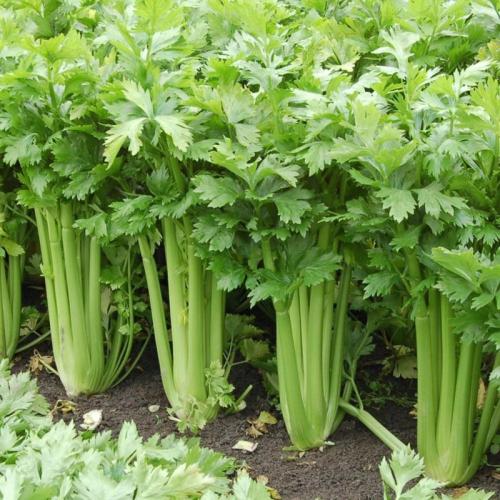 بذور الكرفس 50 بذرة