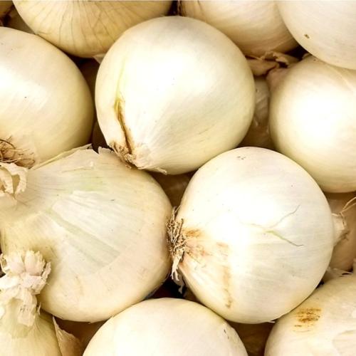 بذور البصل الأبيض 50 بذرة