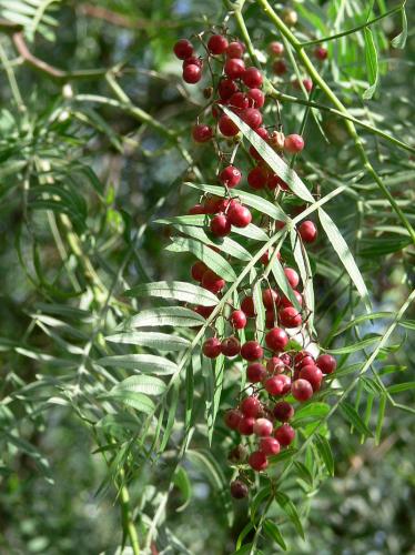 بذور فلفل البيروفي ( Schinus molle )