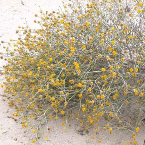 بذور عرفج