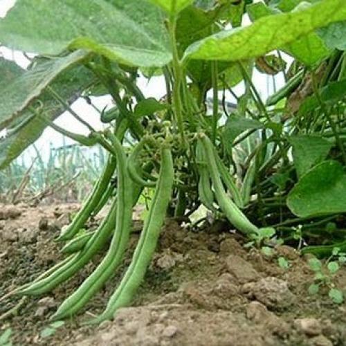 بذور اللوبيا 50 بذرة