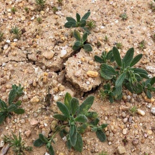 بذور الإرقة 50 بذرة