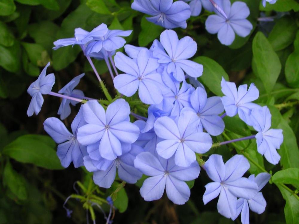 نبات الياسمين الأزرق (Plumbago auriculata)