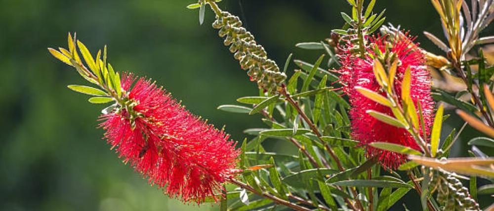 شجرة فرشاة الزجاج (Callistemon viminalis): الخصائص، الفوائد، والعناية بها