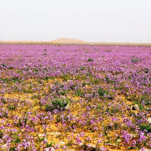 بذور الخزامى 100 بذرة