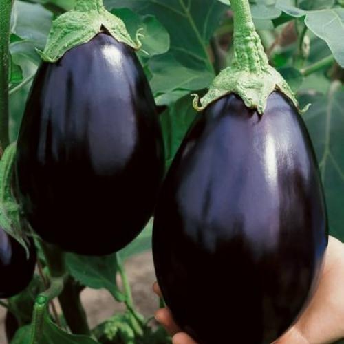 بذور الباذنجان 50 بذرة