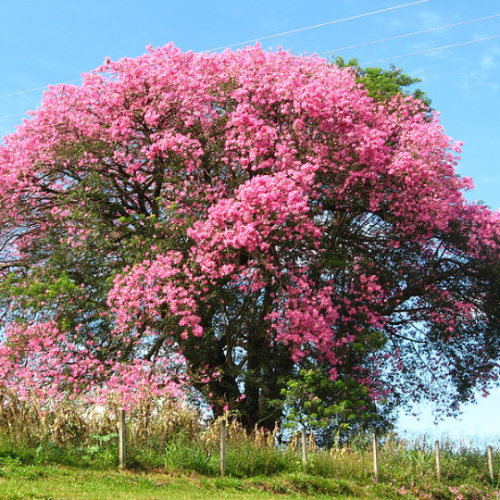 بذور شجرة الكوريزيا Chorisia speciosa