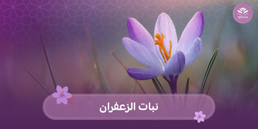 نبات الزعفران