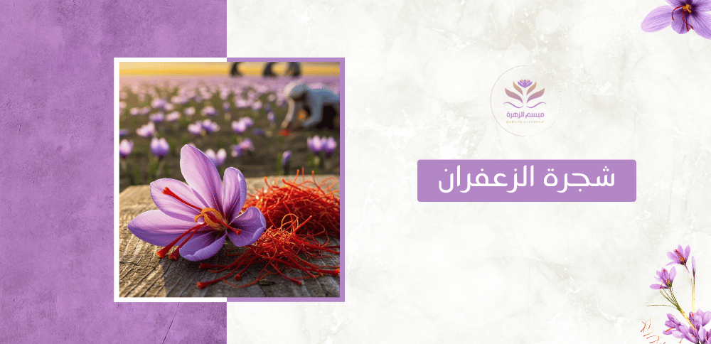 مسحوق الزعفران