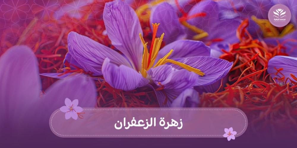 زهرة الزعفران