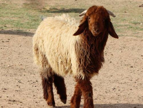 خروف نعيمي بلدي