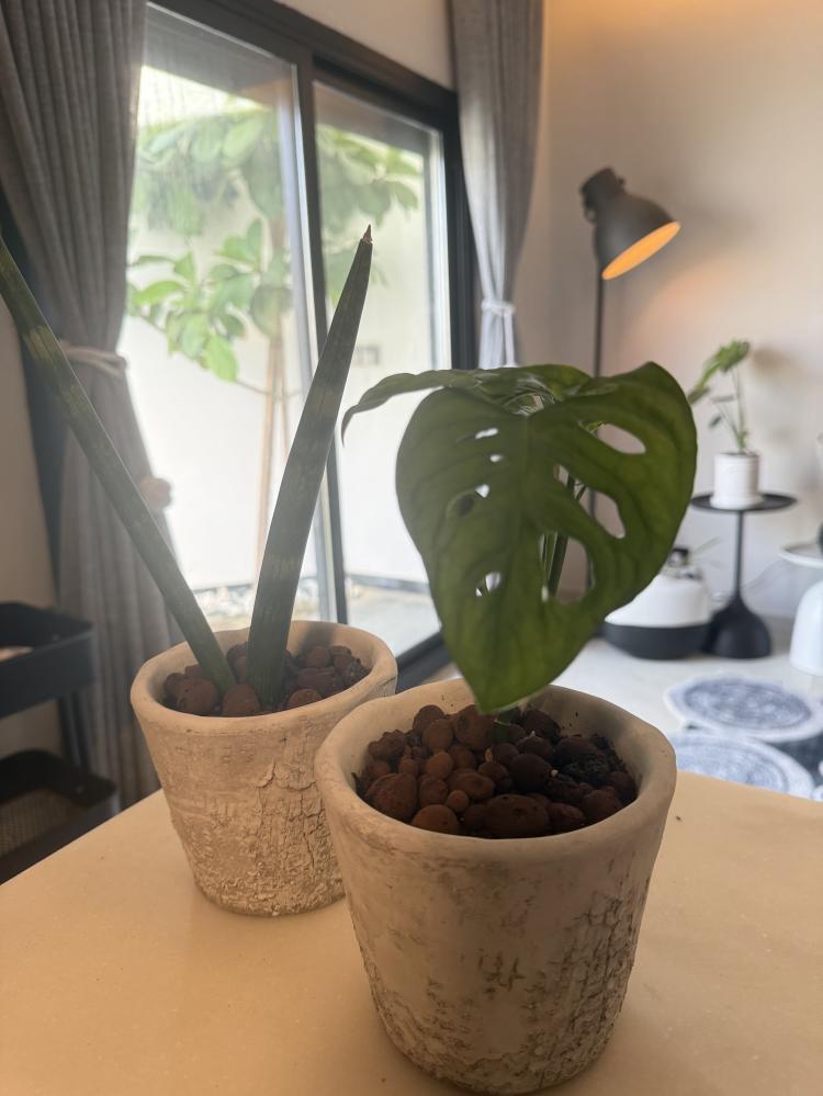 سنسيفيريا سلنديريكا ( صبار ) + مونستيرا أدامسونيا (Monstera adansonii)