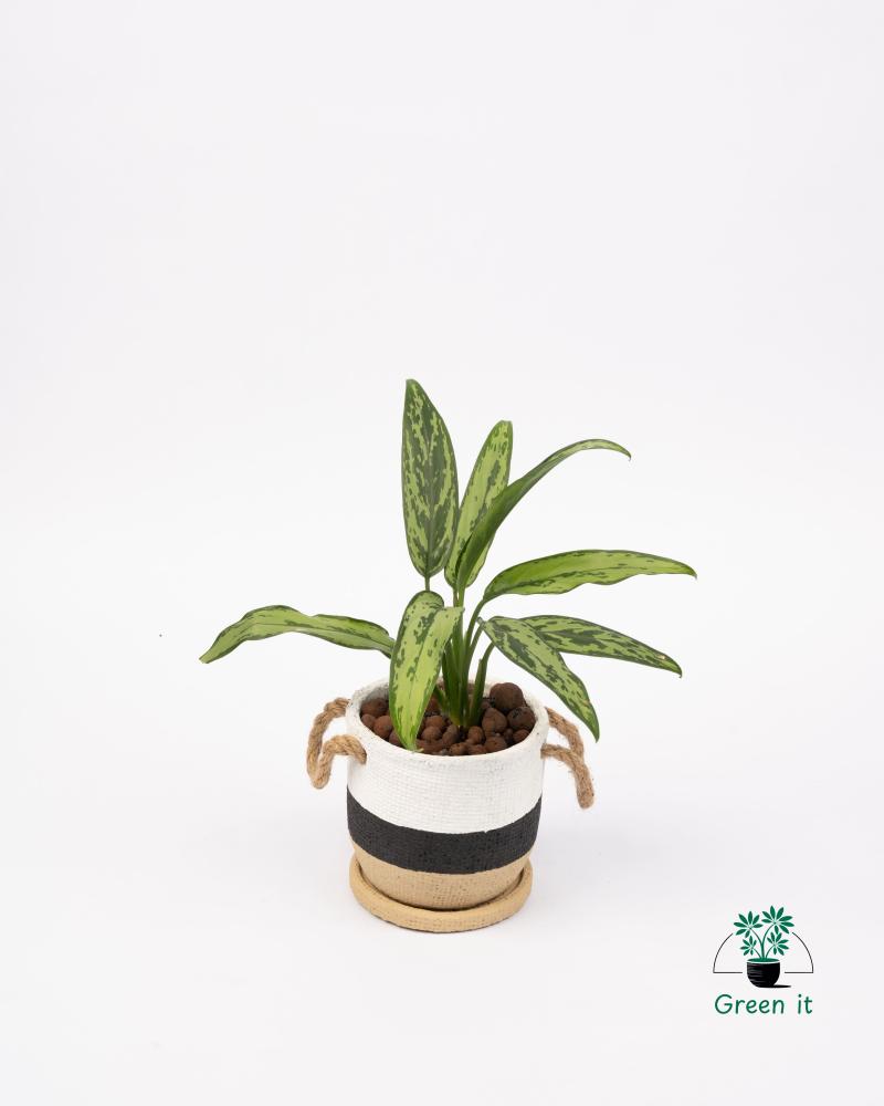 اجلونيما  الأسمنت بفوهة مستديرة