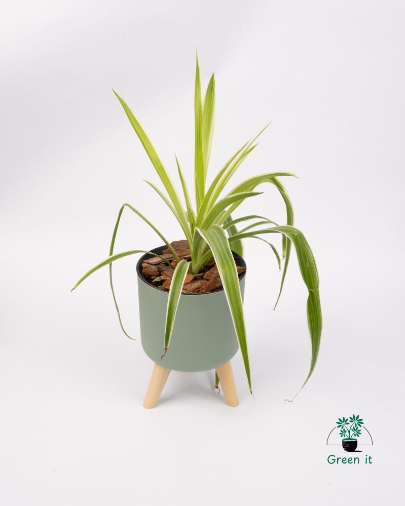 نبات العنكبوت