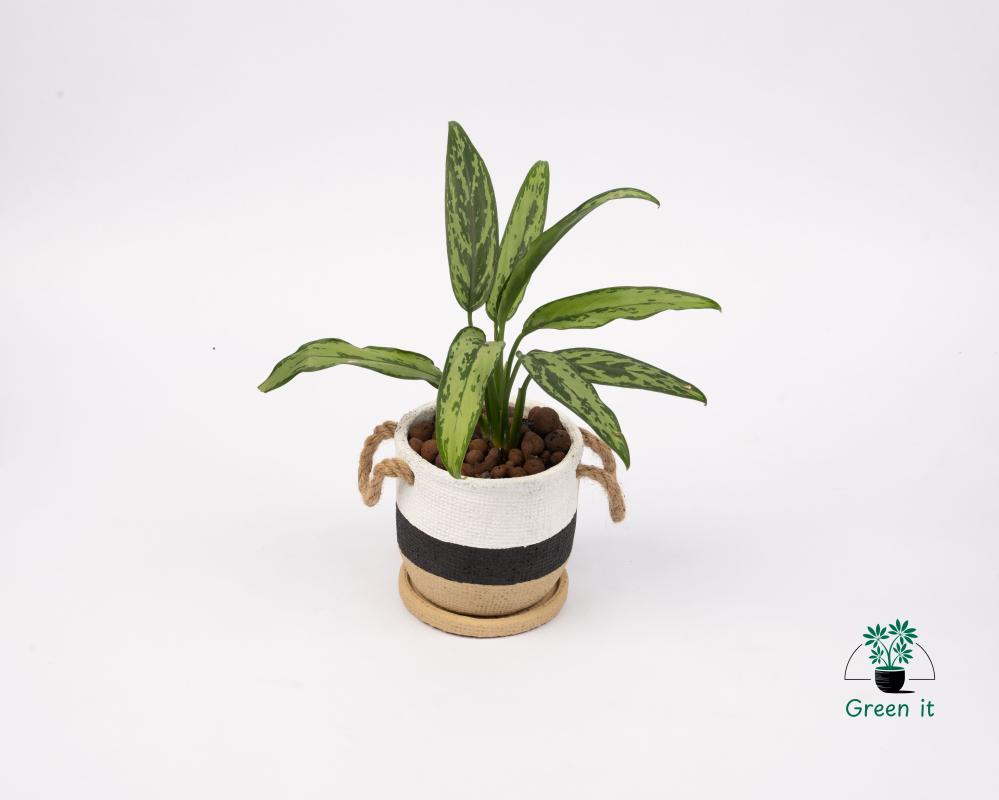 اجلونيما  الأسمنت بفوهة مستديرة