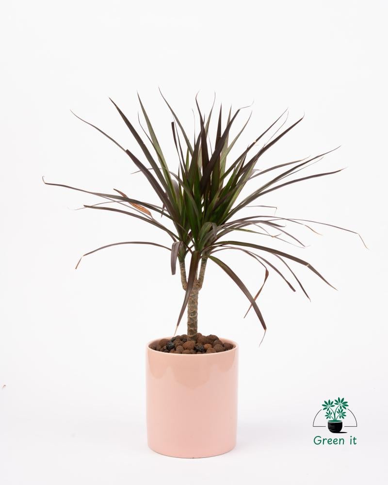 متجر نباتات Green It