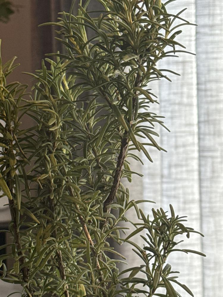 كليل الجبل 1