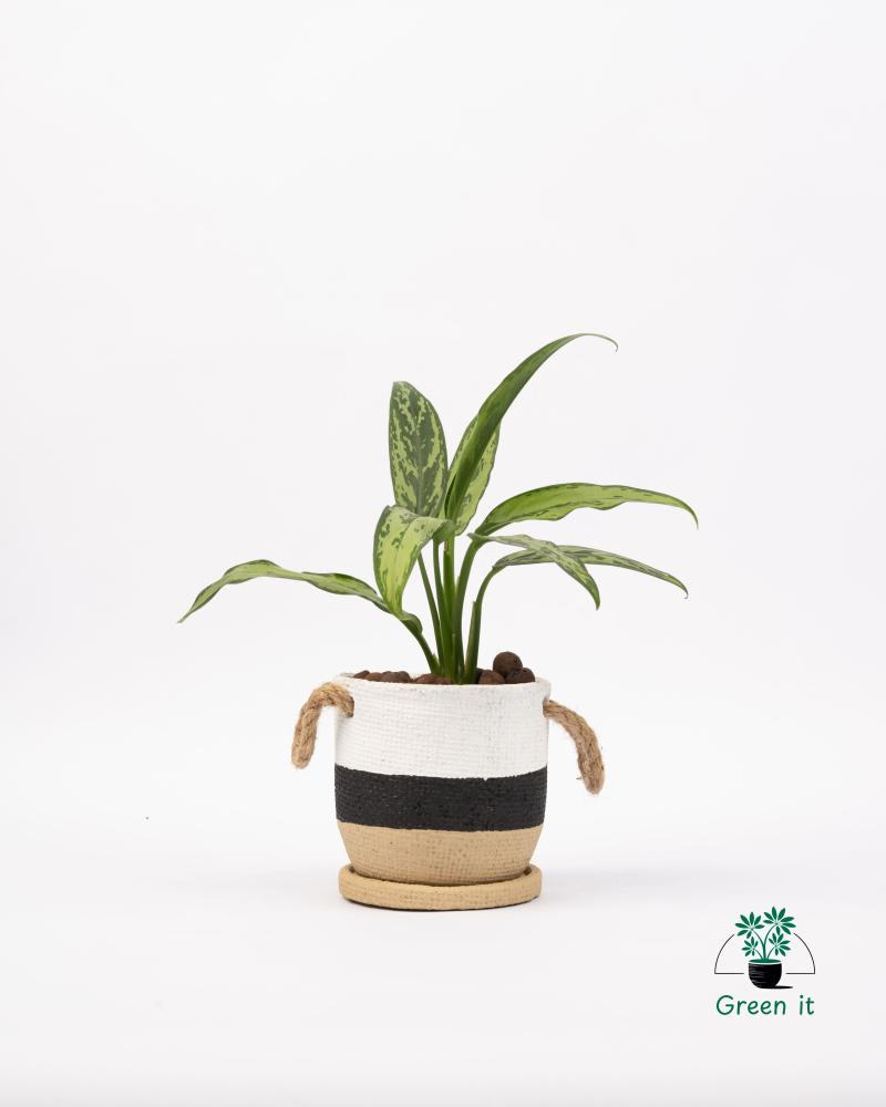 اجلونيما  الأسمنت بفوهة مستديرة