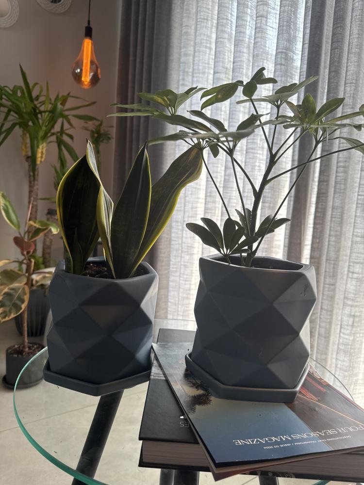 صبار Snake Plant + نبته الشفليرا سراميك