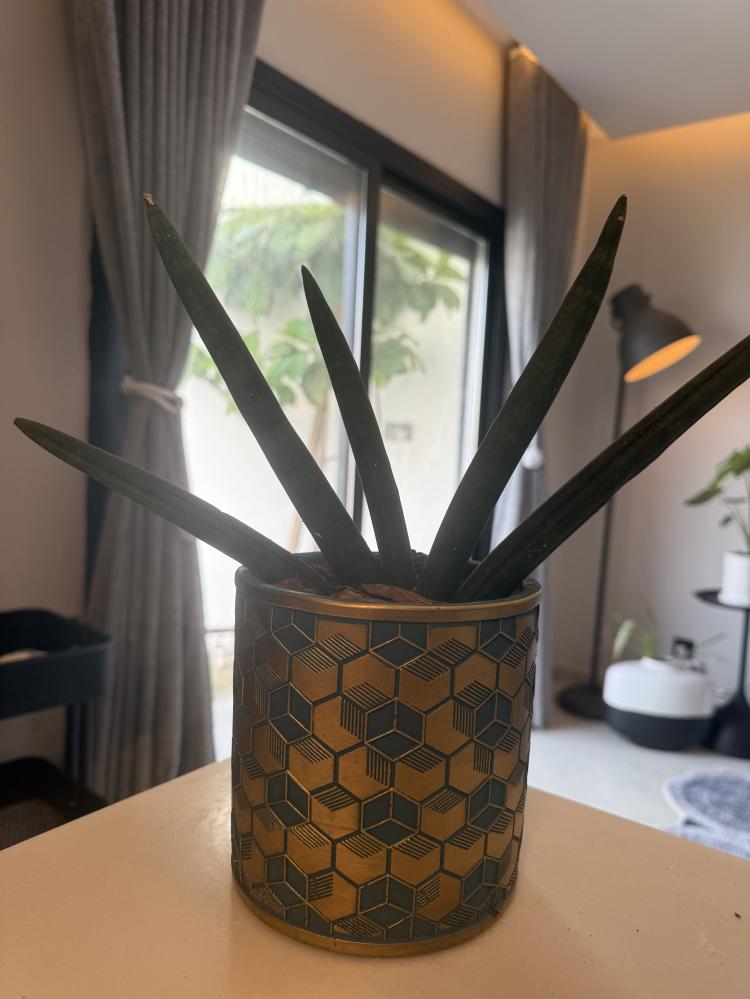 سنسيفيريا سلنديريكا ( صبار )