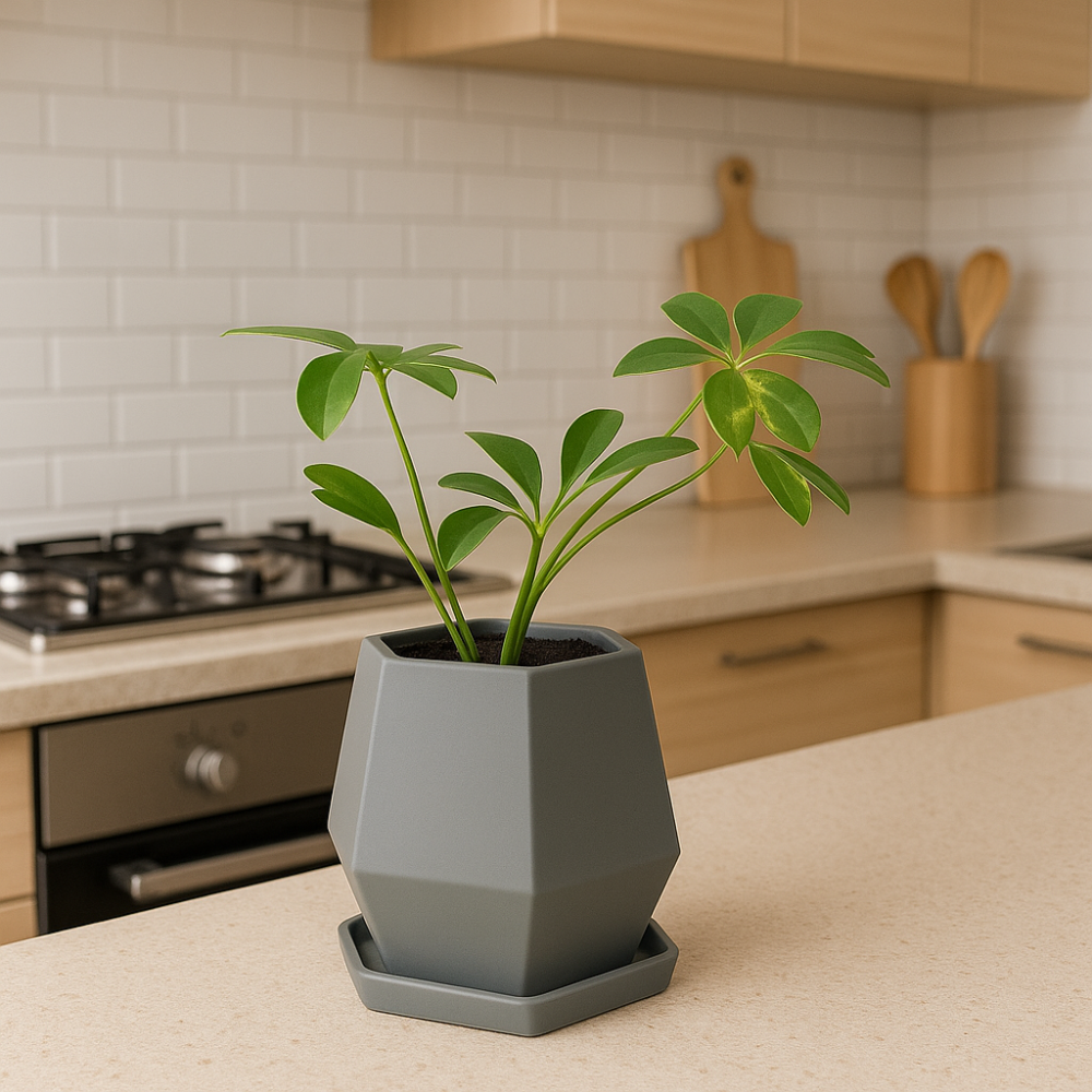 نبته الشفليراSchefflera