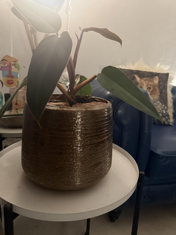 philodendron فديدوندون