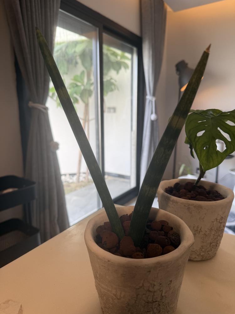 سنسيفيريا سلنديريكا ( صبار ) + مونستيرا أدامسونيا (Monstera adansonii)