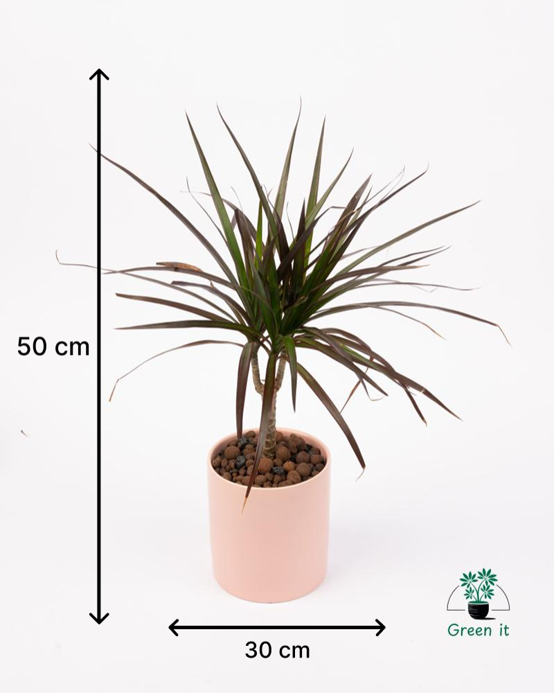 دراسينا مارجيناتا Dracaena Marginata