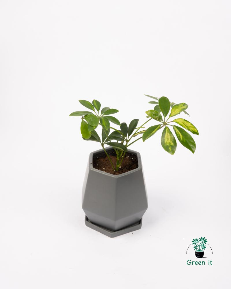 نبته الشفليراSchefflera