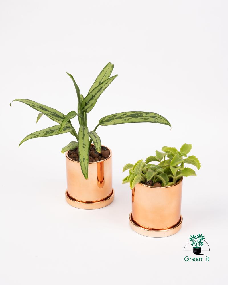 بكج عصري (لأجلونيما + زعتر بري)