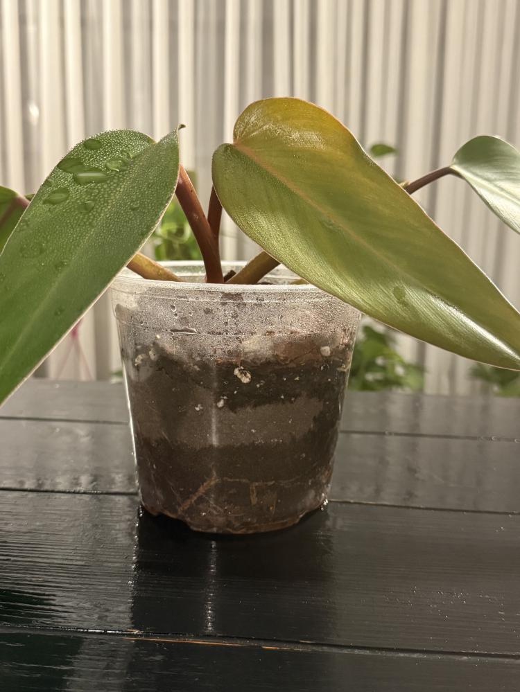 نبات المونستيرا