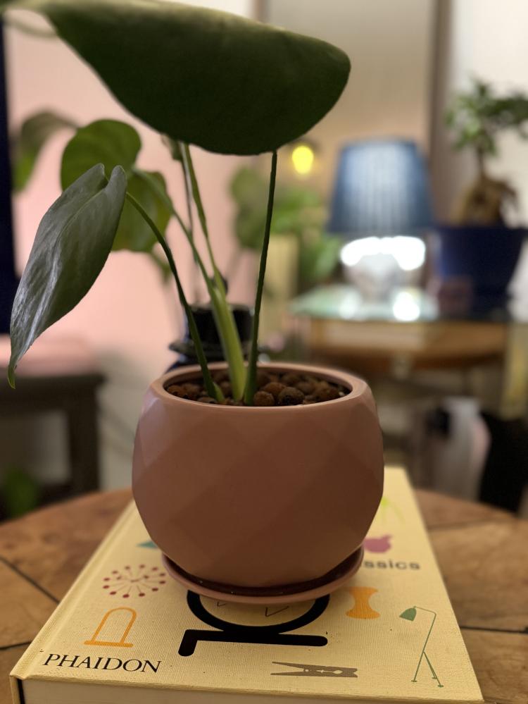 Monstera Deliciosa – نبات الجبن السويسري