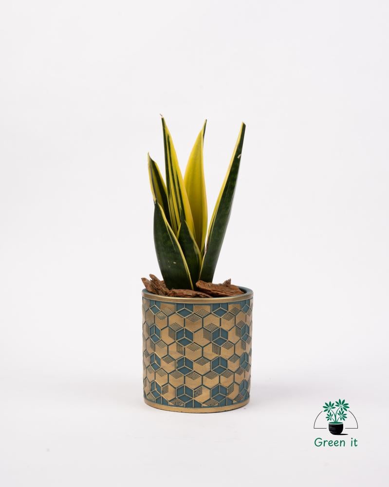 جلد النمر ( صبار )