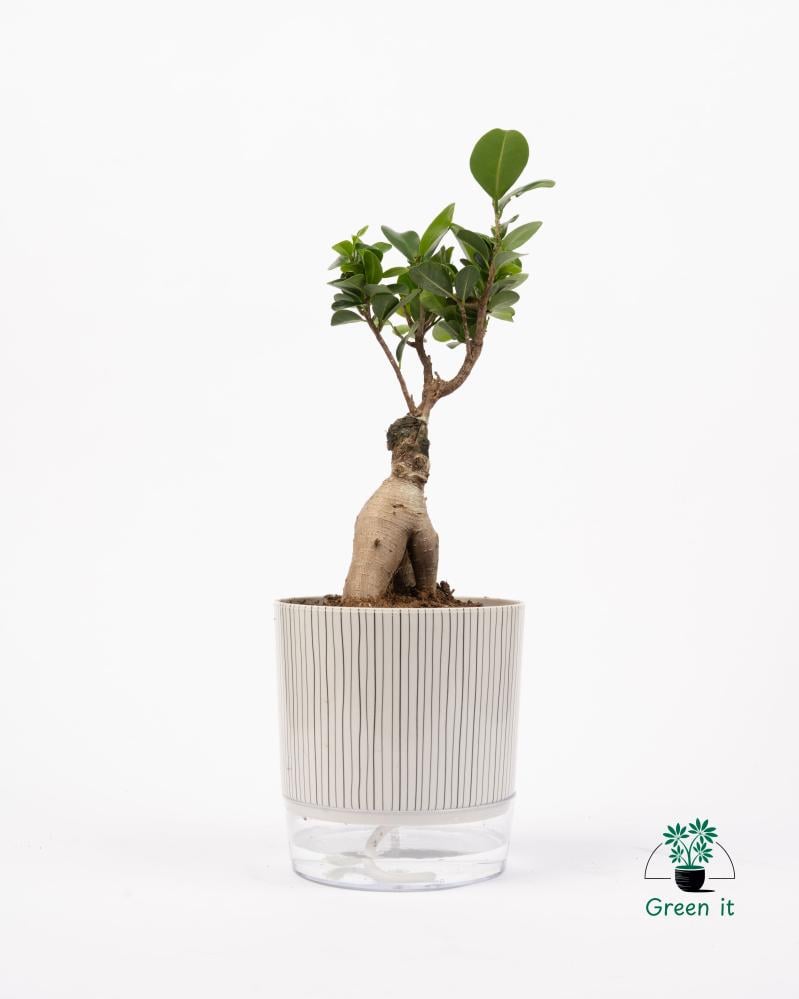 البونساي - ري ذاتي