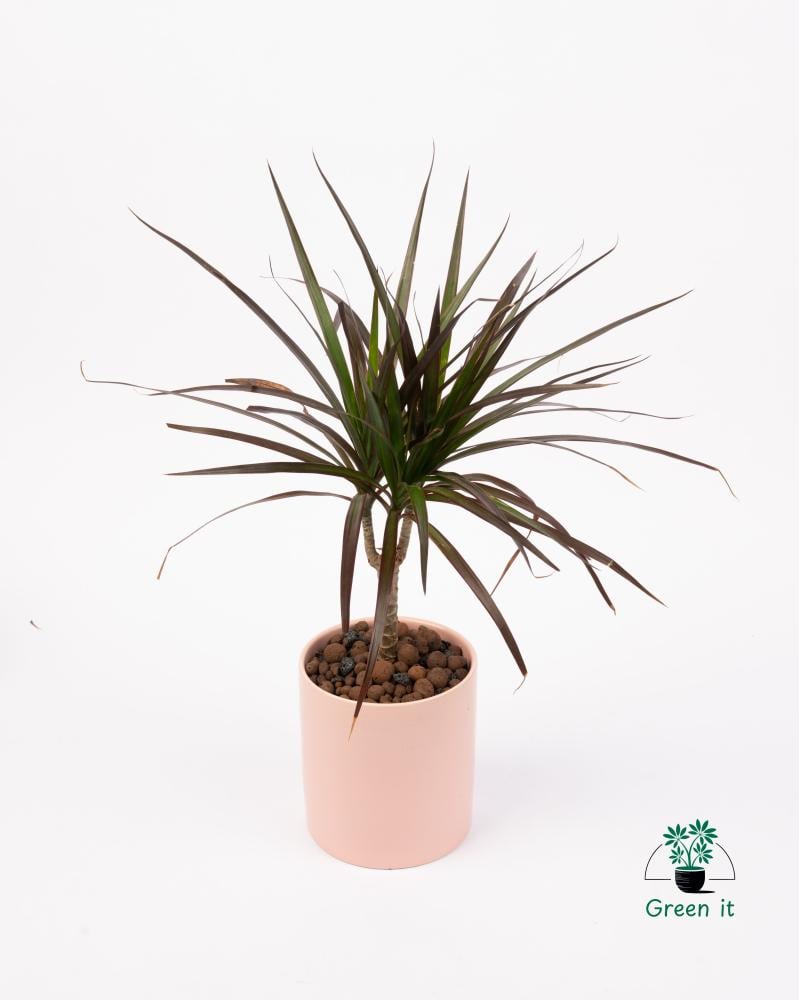 نبات الدراسينا مارجيناتا