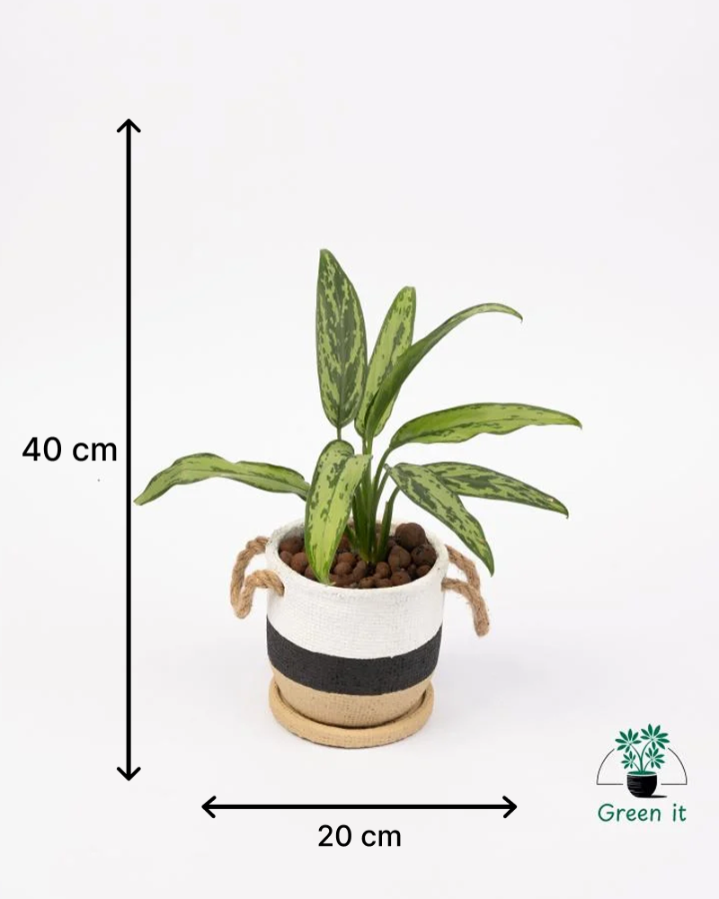 اجلونيما  الأسمنت بفوهة مستديرة