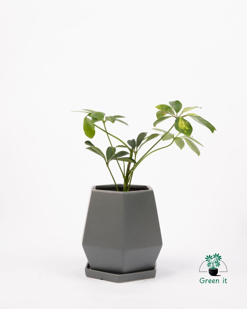 نبته الشفليراSchefflera